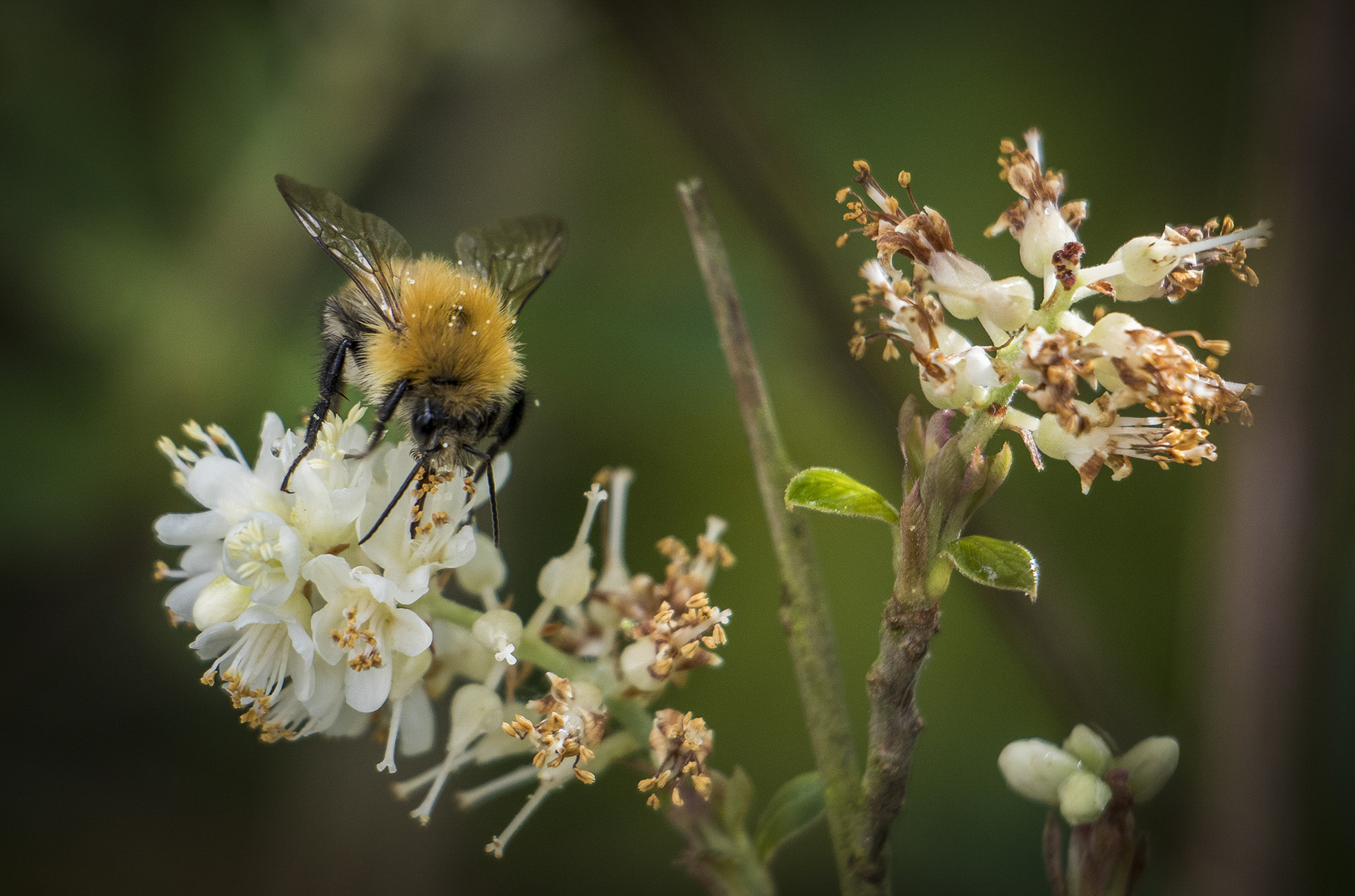 Pollen-Snack