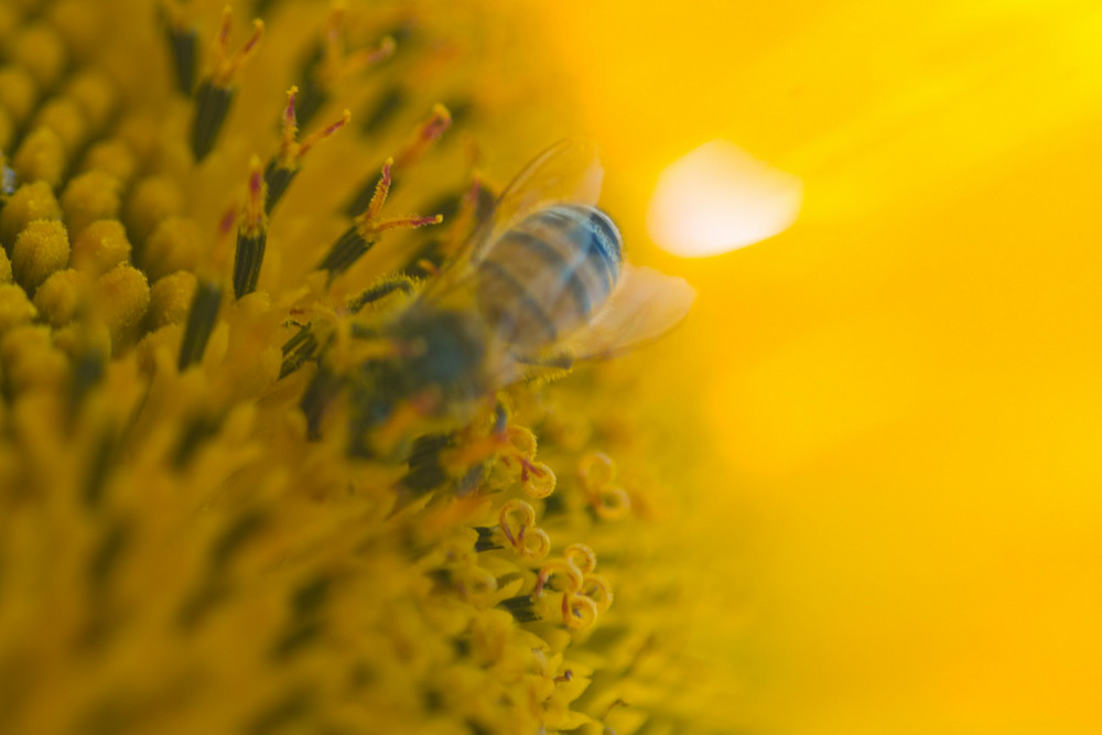 Pollen so viel wir wollen ;)