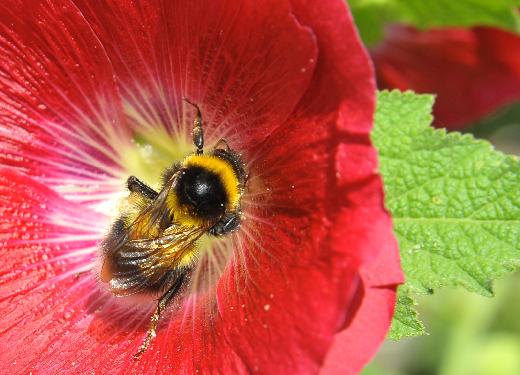 Pollen-Socken