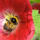 Pollen-Socken