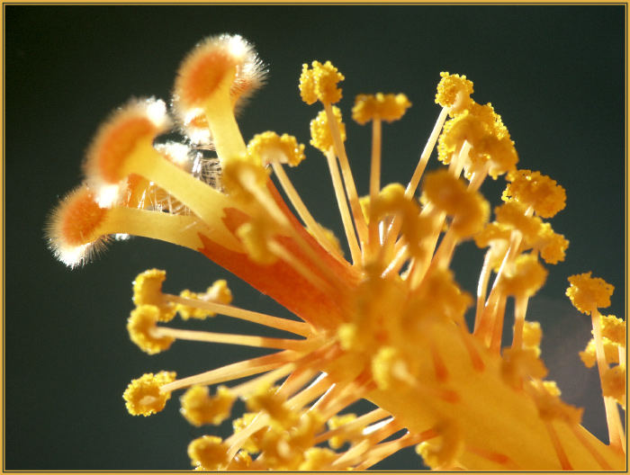 Pollen & Stempel