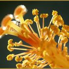 Pollen & Stempel