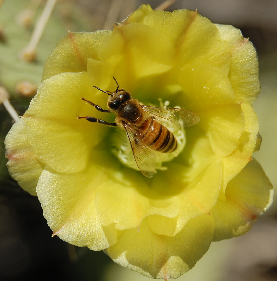 Pollen suche auf der Karibik Insel Aruba