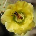 Pollen suche auf der Karibik Insel Aruba