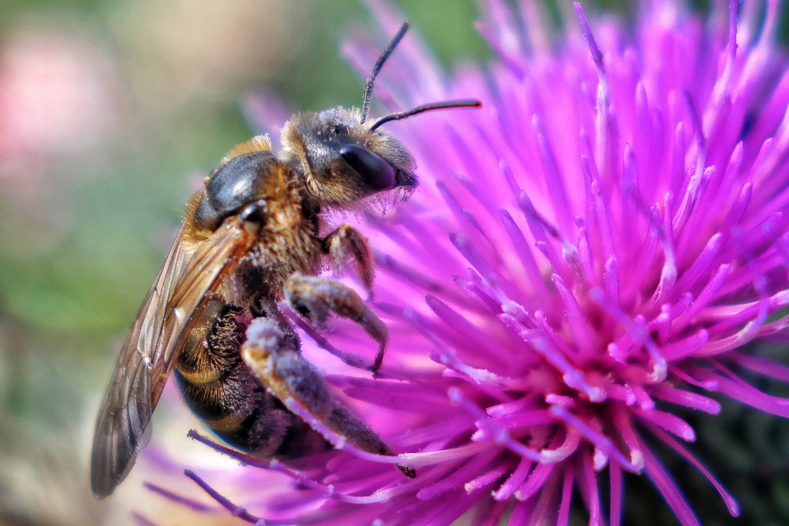 Pollen-Tanken