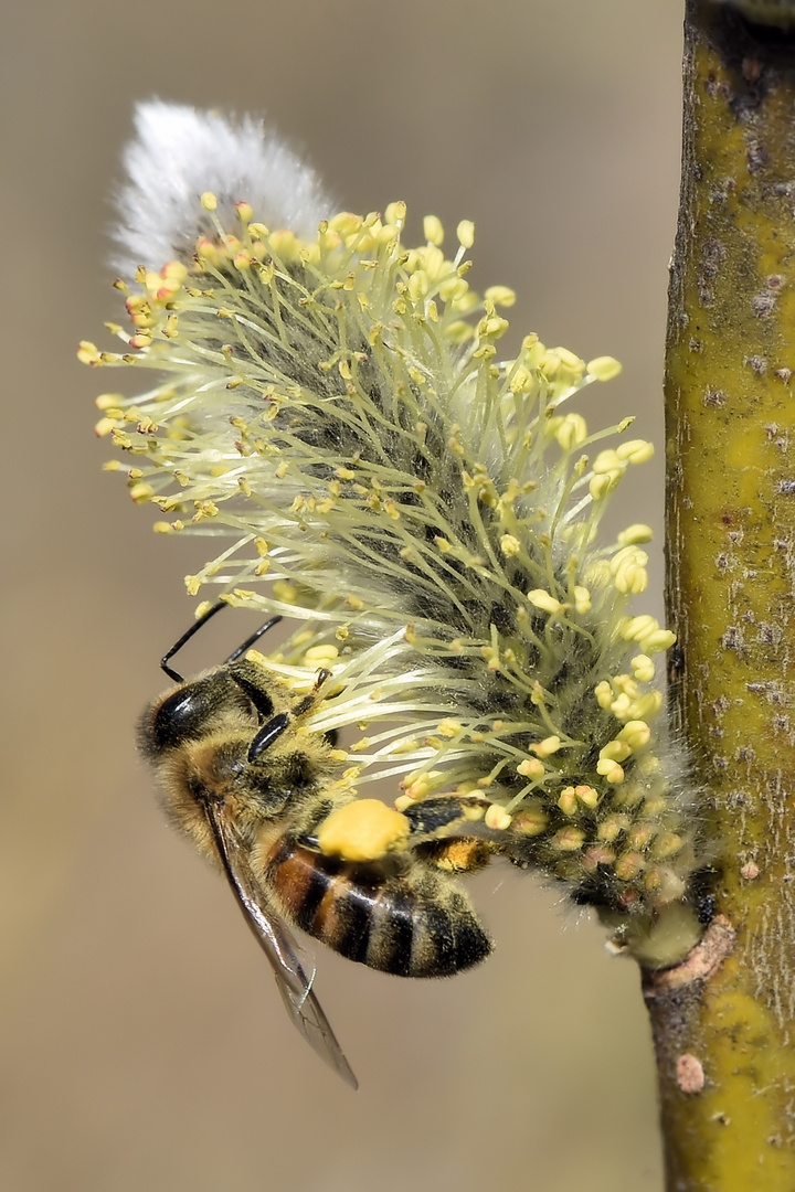 Pollen to go