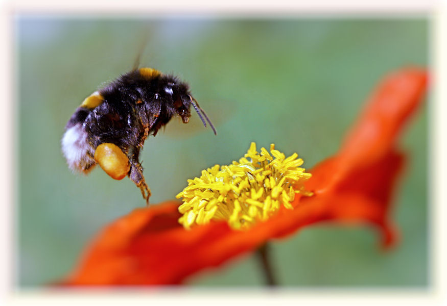 Pollen-Transit-Flug 101