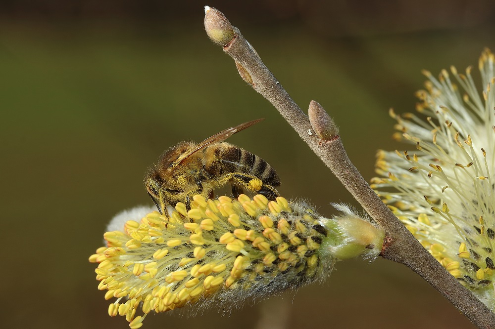 Pollen über und über