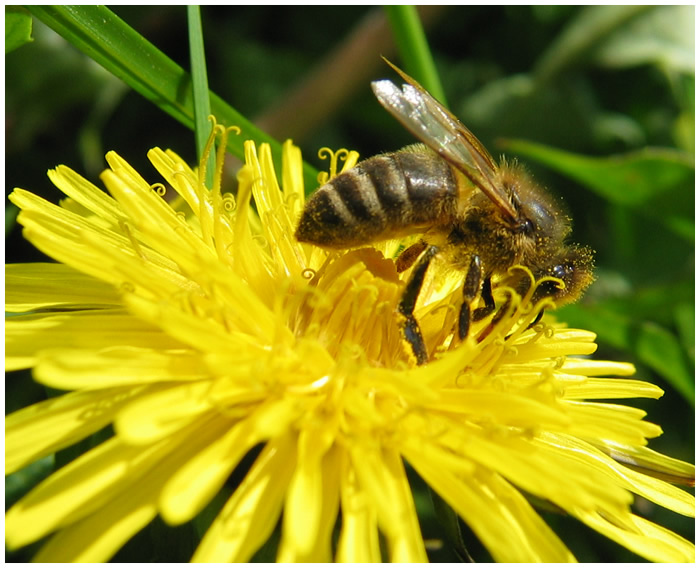 Pollen überall