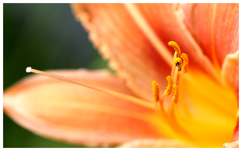 Pollen und Narbe