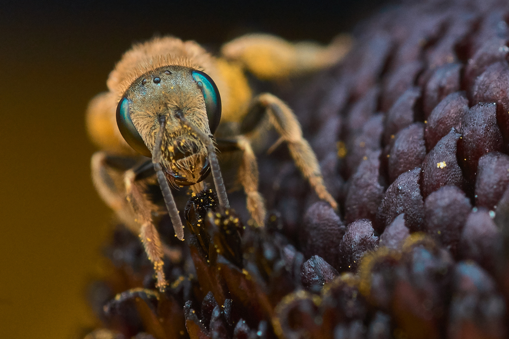 Pollen und Nektar