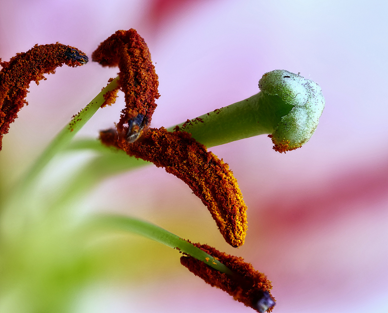 Pollen und Stempel