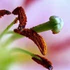 Pollen und Stempel