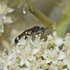 Pollenaufnahme einer etwa 7 mm langen, ganz schlanken Schlupfwespe, Fam. Ichneumonidae (?), . . .