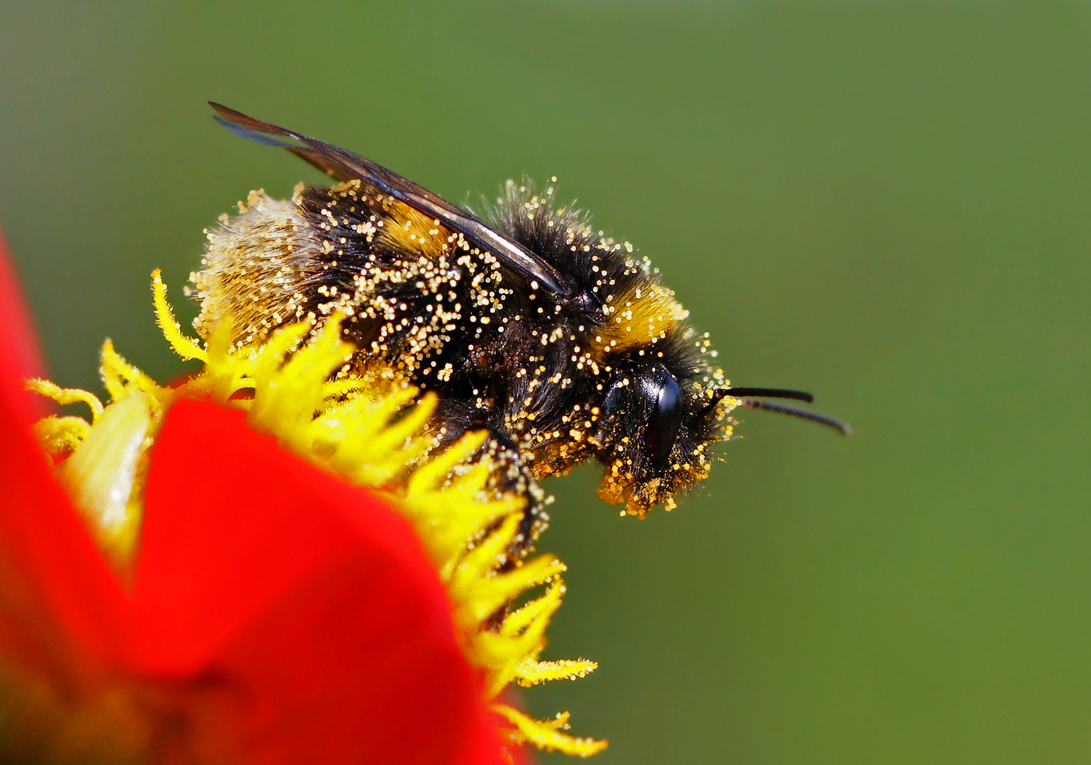Pollenbad Foto & Bild tiere, wildlife, insekten Bilder auf