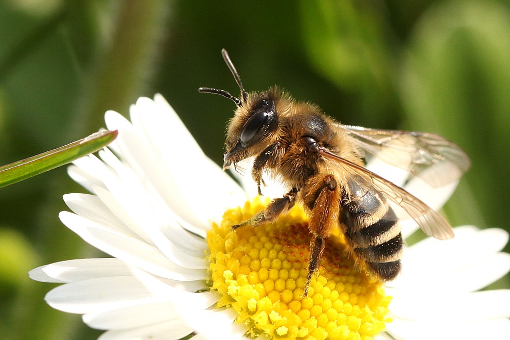 Pollenbad Foto & Bild tiere, wildlife, insekten Bilder auf