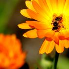 Pollenbad