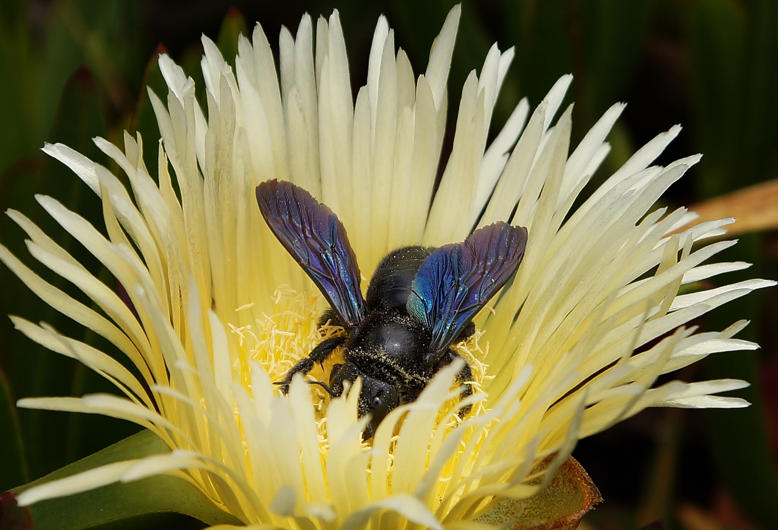 Pollenbad