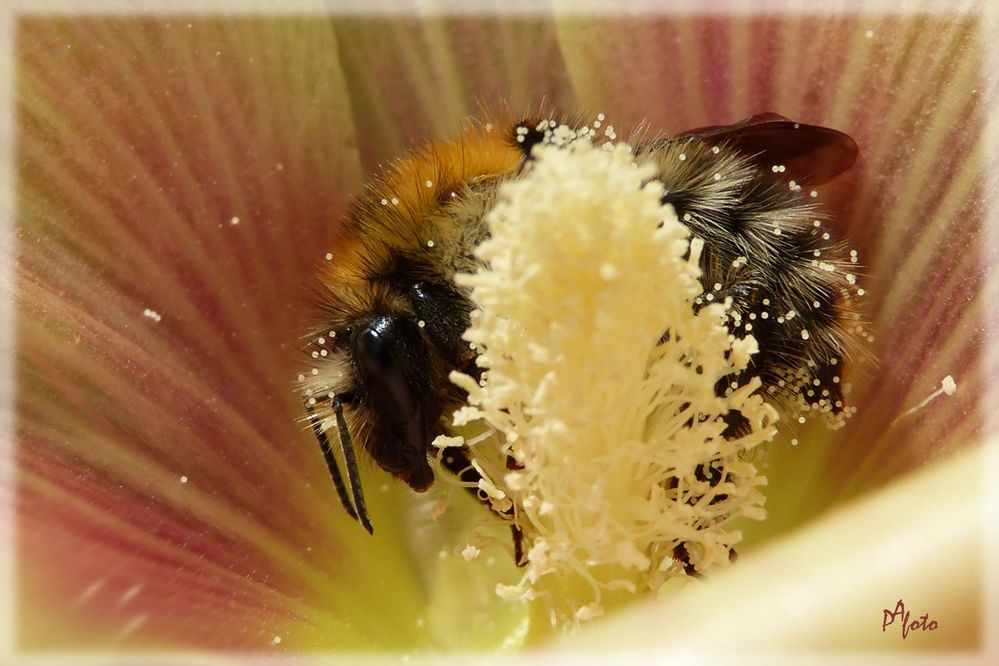 Pollenbad in einer Stockrose