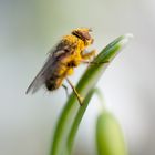 Pollenbesudelt