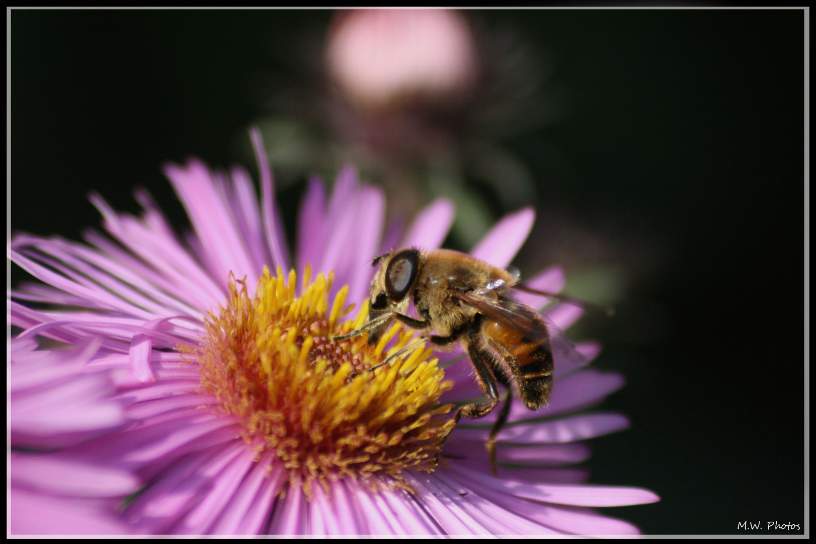 Pollenbienchen