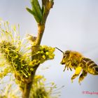 Pollenbomber im Landeanflug