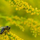 Pollenfieber