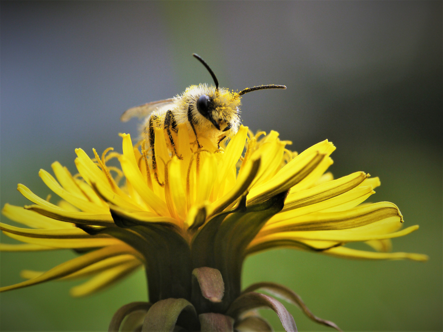 Pollenflieger