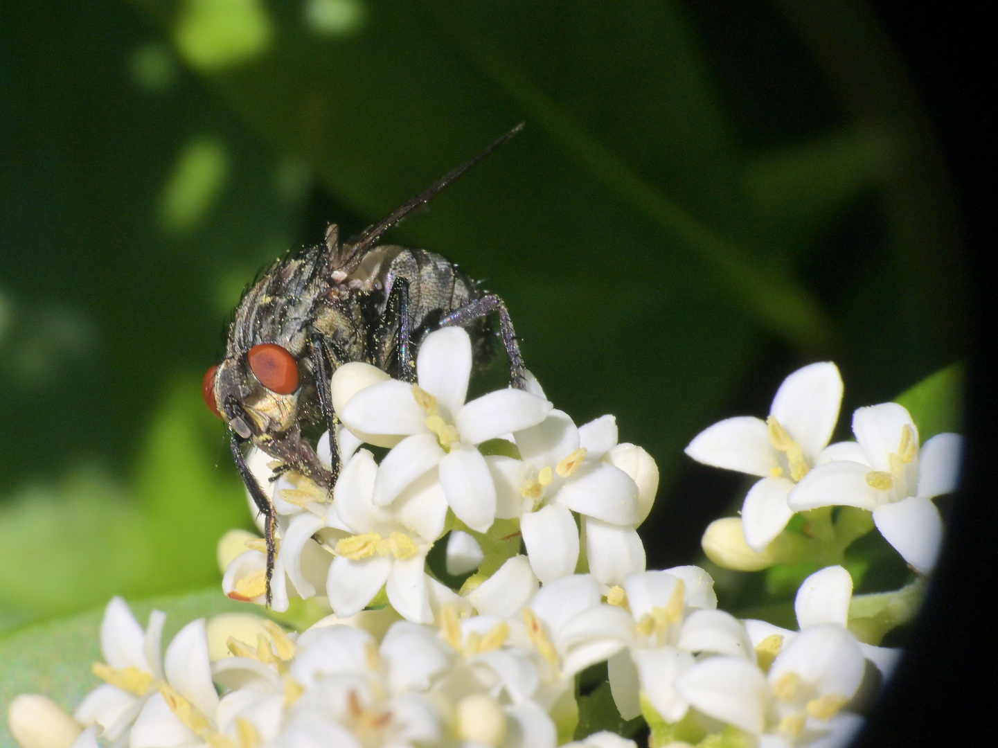 Pollenflieger