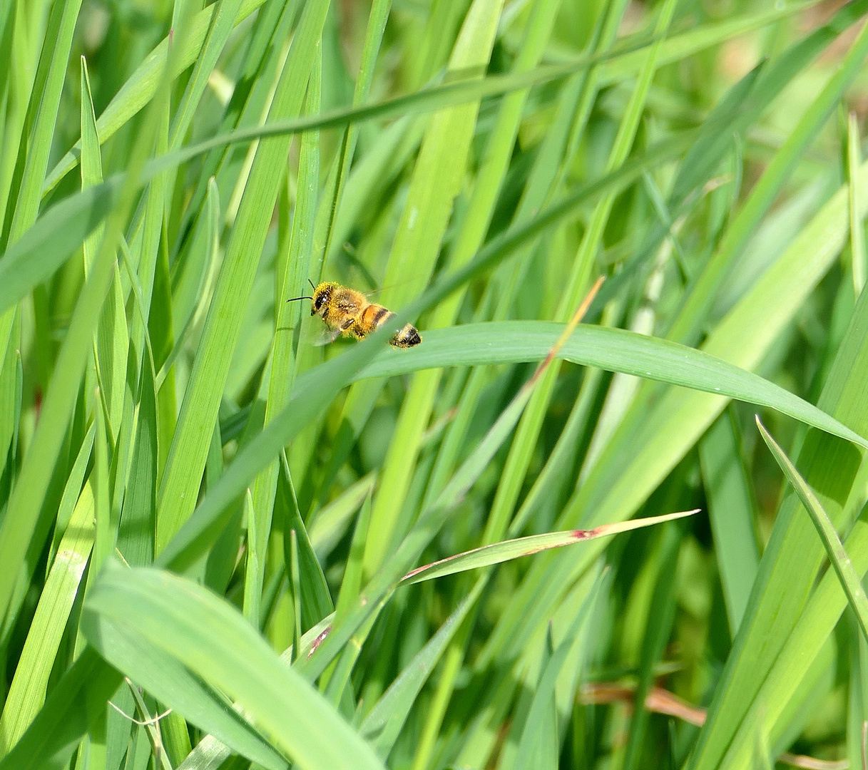 Pollenflug