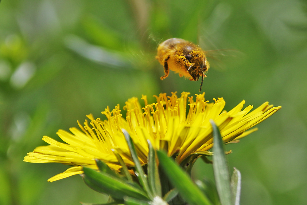 "Pollenflug"