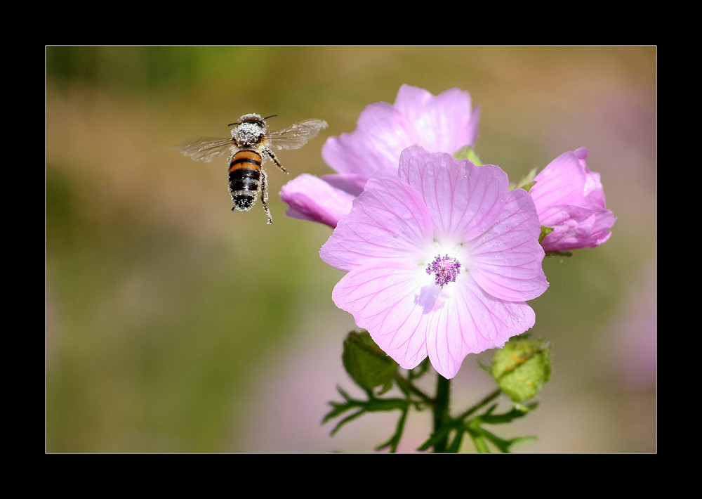 Pollenflug