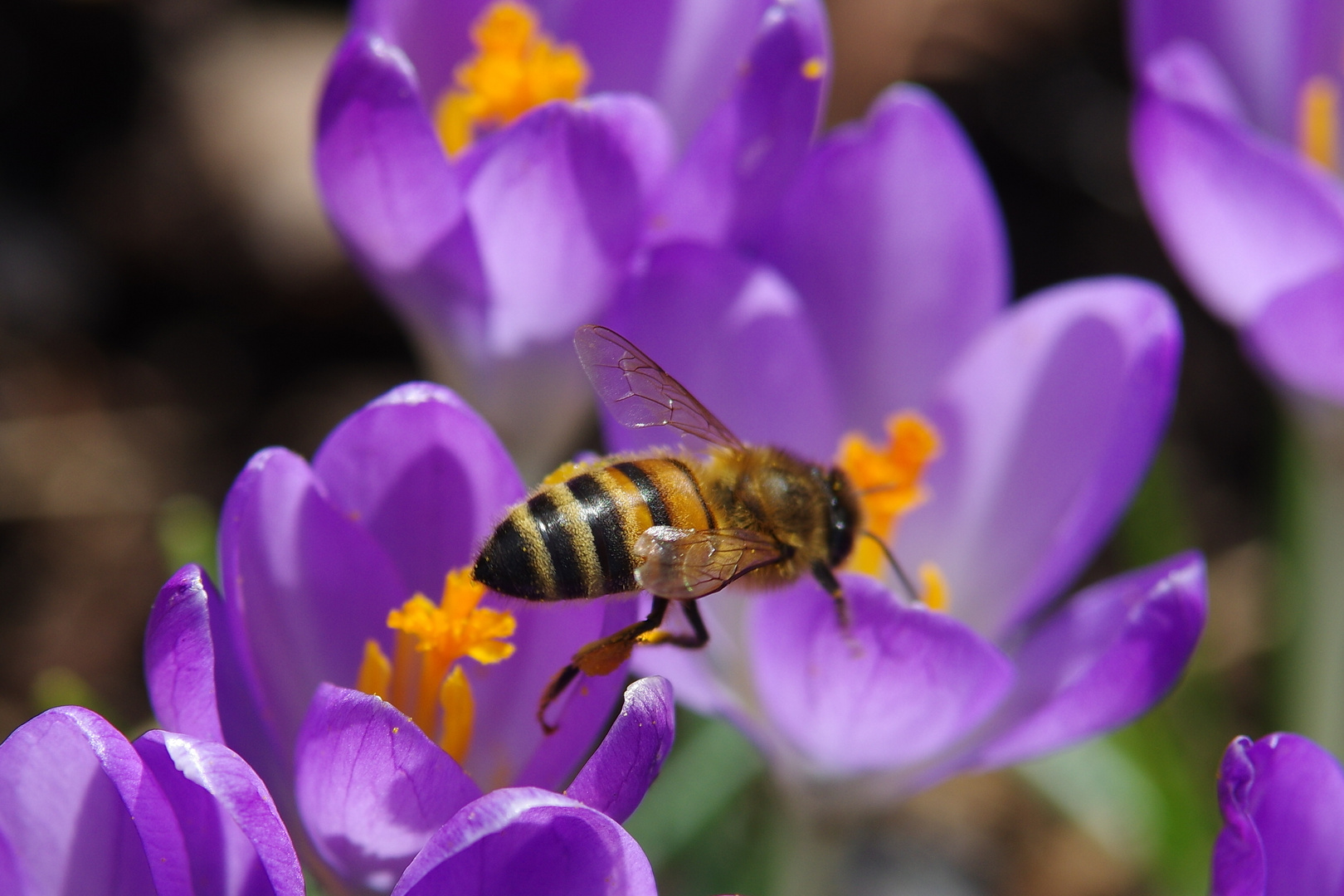 Pollenflug