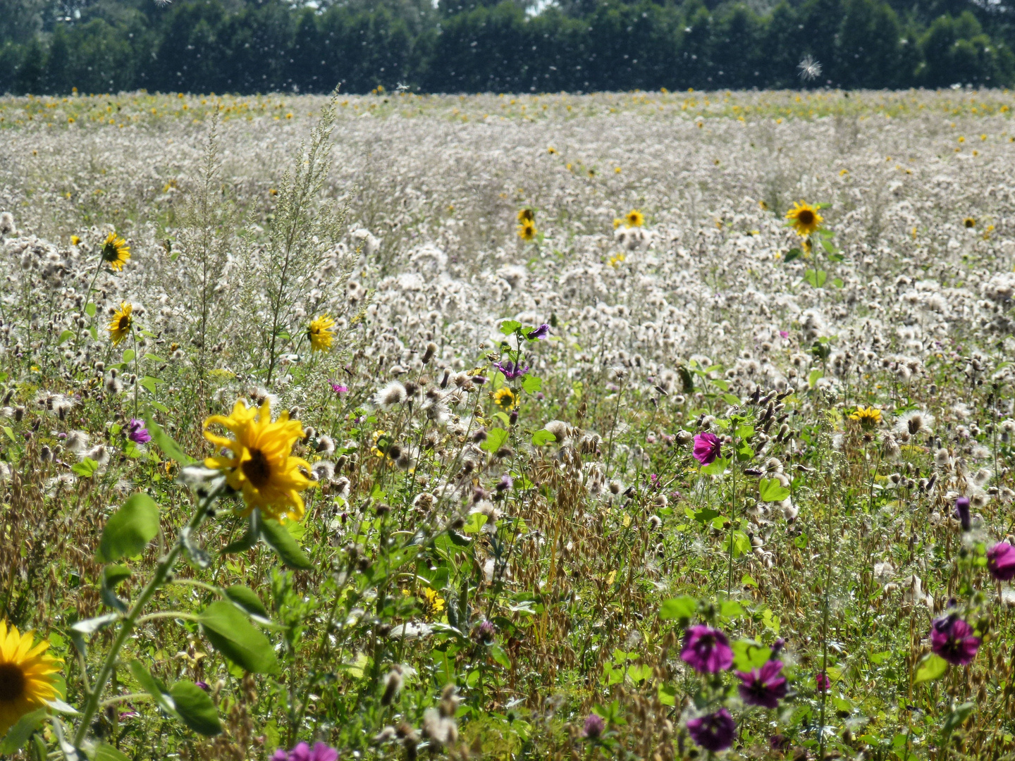 Pollenflug