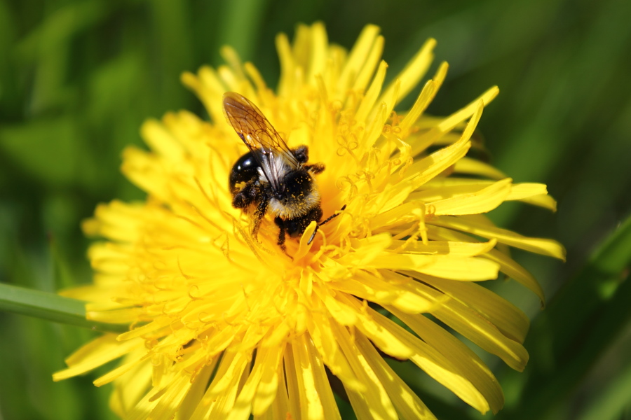 Pollenflug