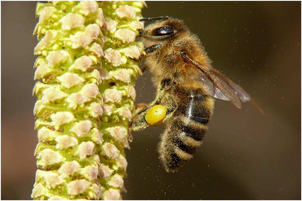 "Pollenflug"