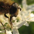 Pollenflug
