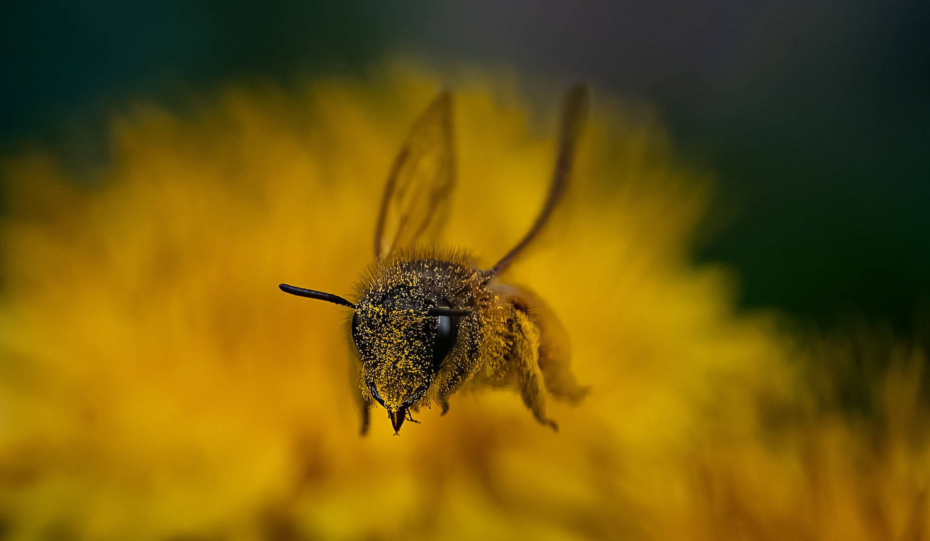 Pollenflug