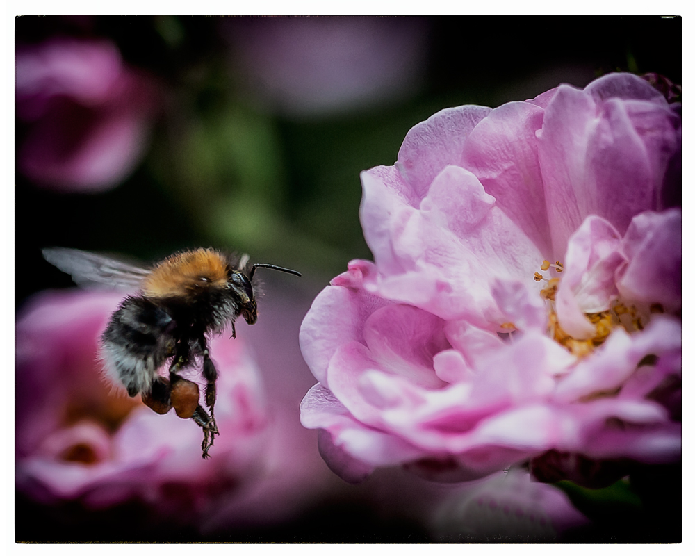 pollenflug.