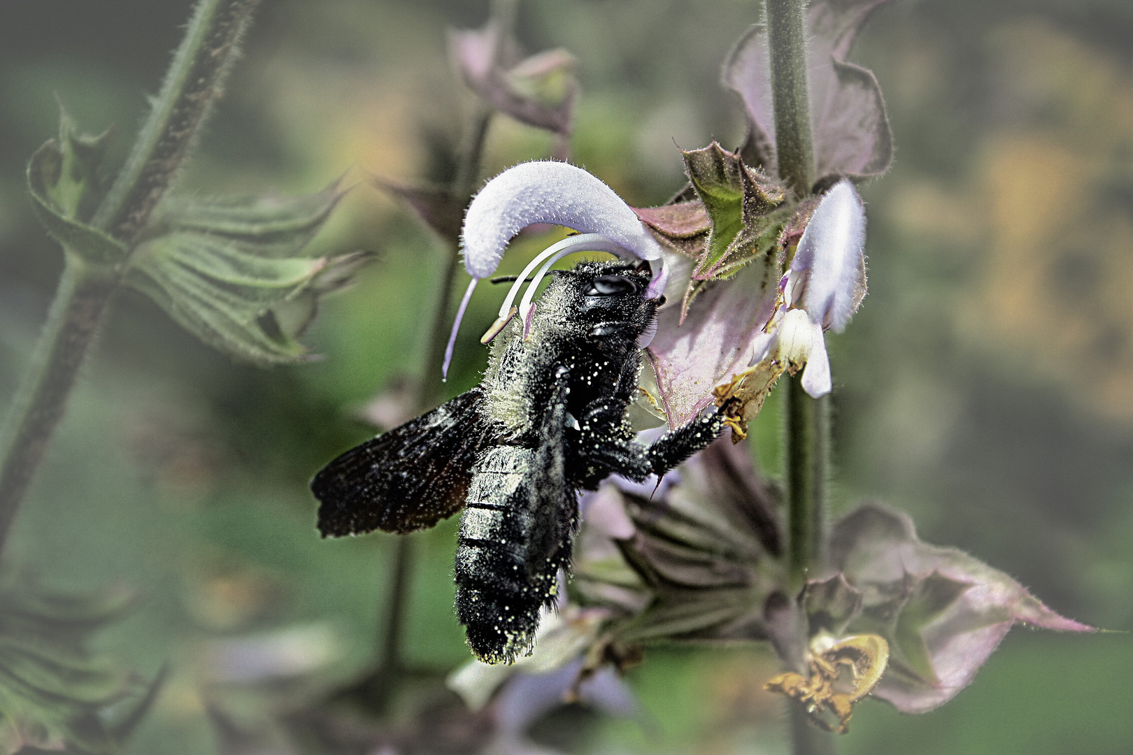 Pollenflug