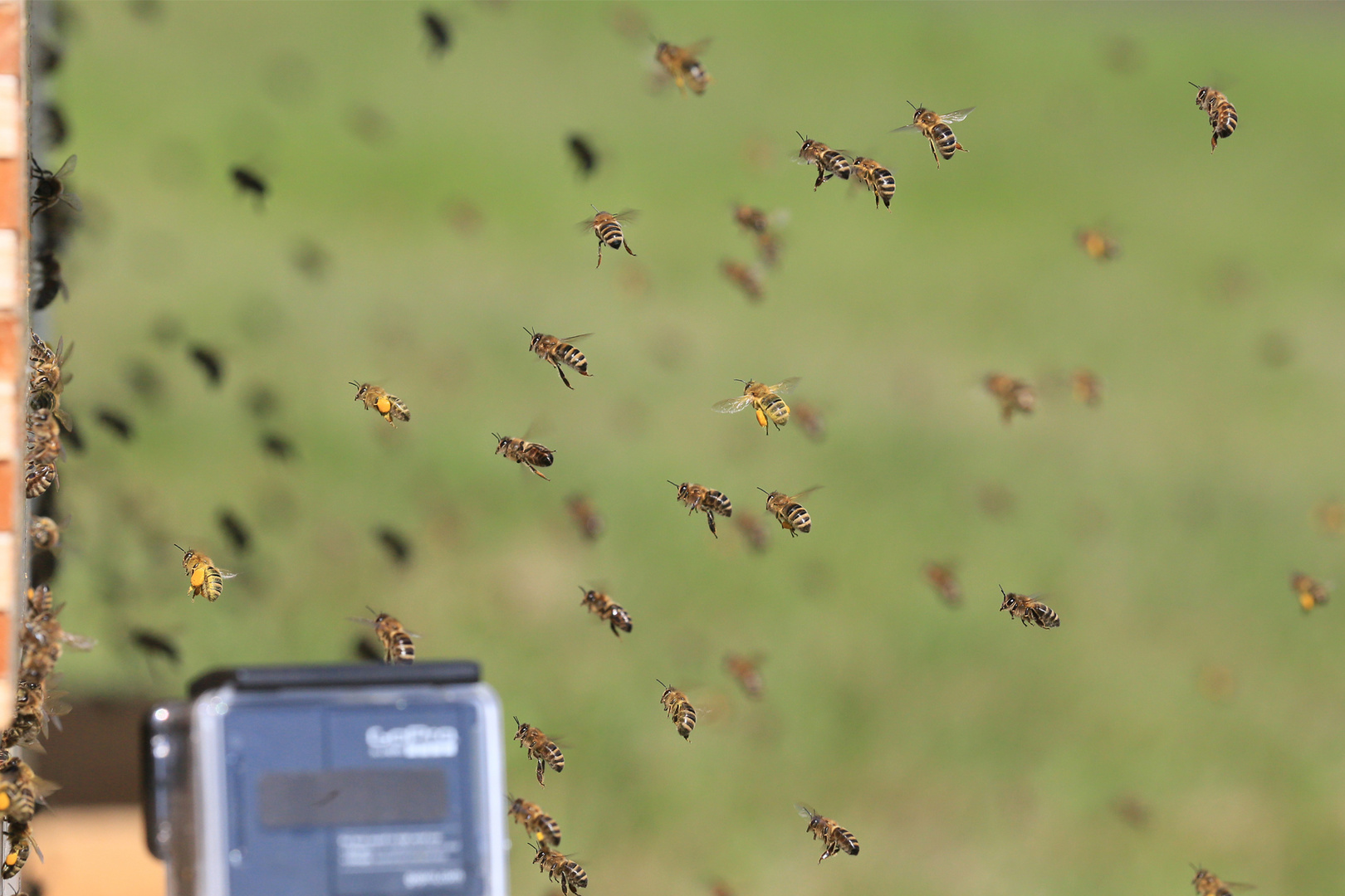 Pollen.Flug Foto & Bild | tiere, wildlife, insekten Bilder auf ...