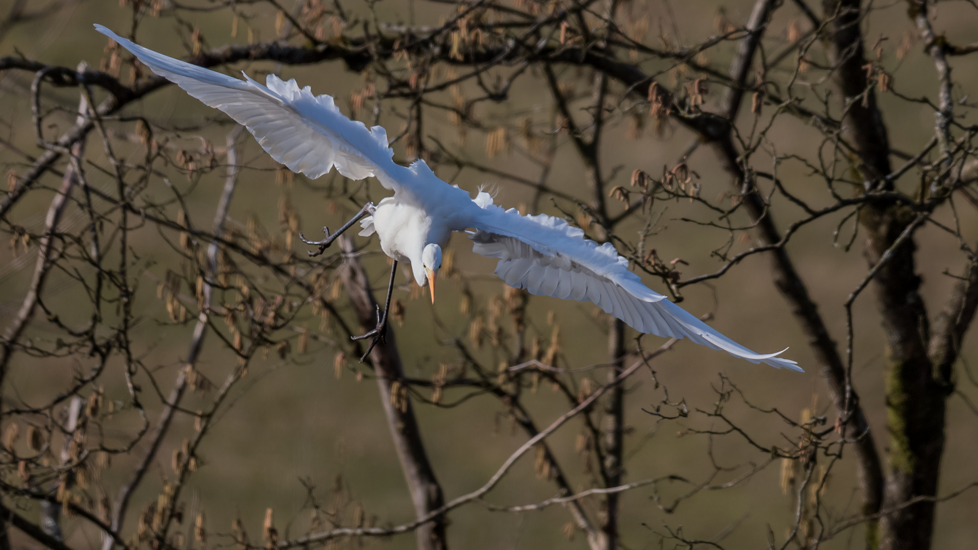 Pollenflug