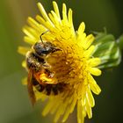 Pollenhöschen