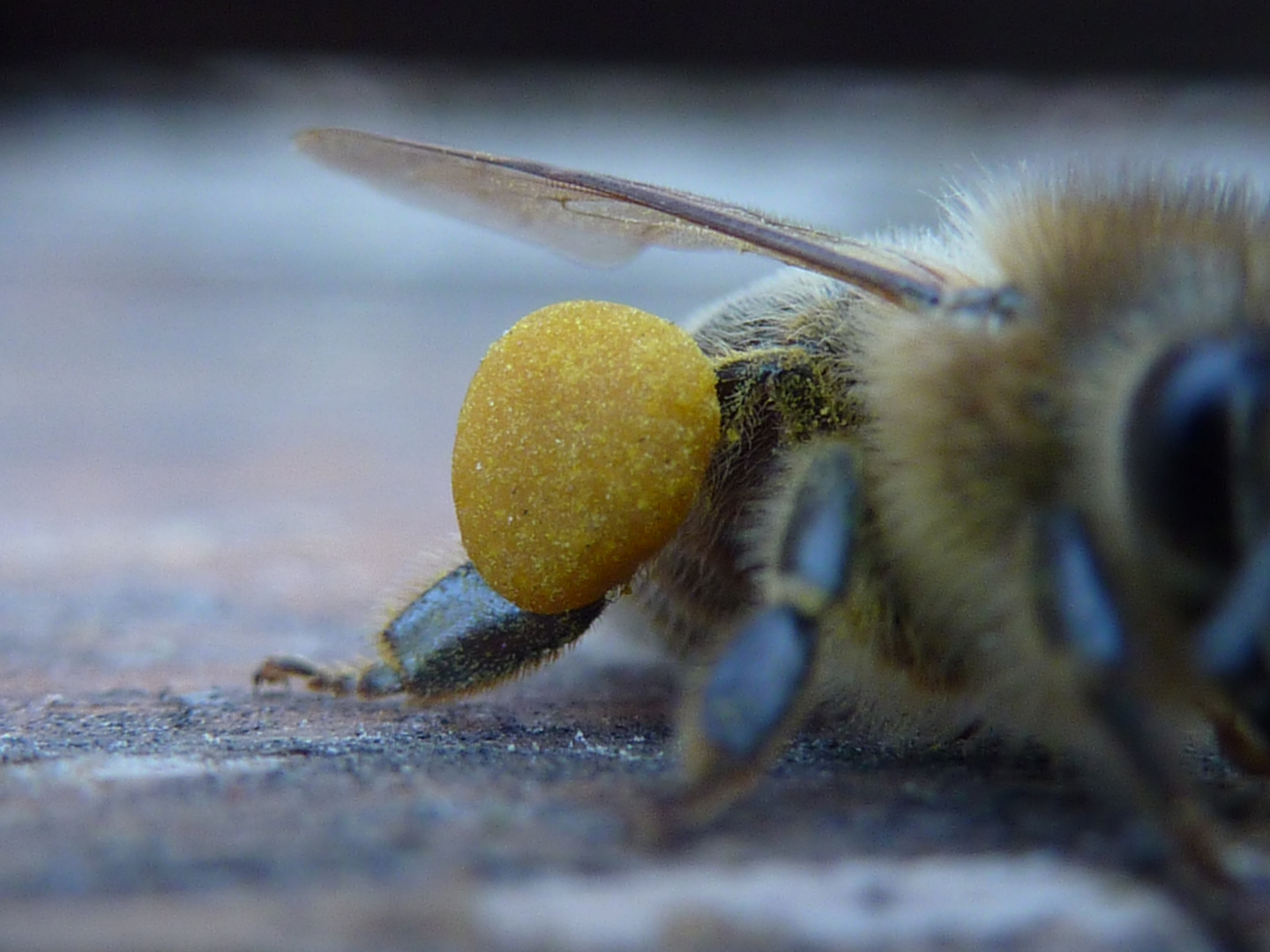 Pollenhöschen - sind eine Menge arbeit bis sie so groß sind !