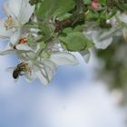 Pollenhöschen und Nektar naschen