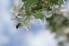 Pollenhöschen und Nektar naschen