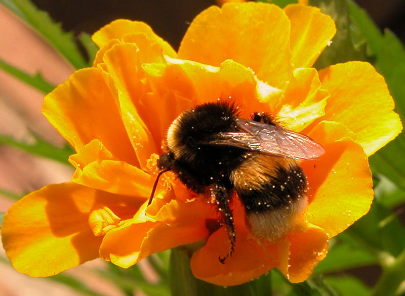 Pollenhummel