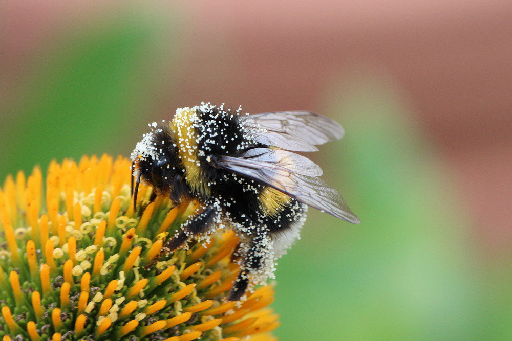 Pollenhummel