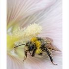 Pollenhummel