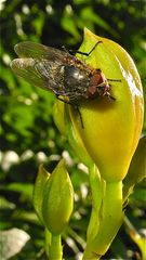 Pollenia rudis - diese Fliege aus der Familie der Schmeißfliegen (Calliphoridae) . . .